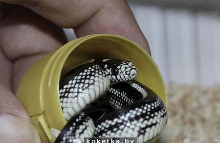 Индийский пасьянс гадание омгуру